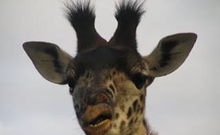 The Giraffe’s Neck: Evidence for Evolution or Design?